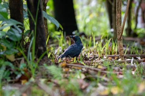 Dark bird perches on forest floor amid green grass and fallen leaves Stock Photos