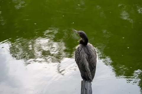 Dark bird perches on post by calm green water, enjoying serene moment. Stock Photos