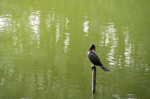 A dark bird perches on a post in a calm, green pond.  Sunlight reflects on .. Stock Photos