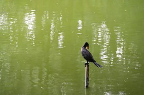 A dark bird perches on a post in a calm, green lake.  The water reflects th.. Stock Photos