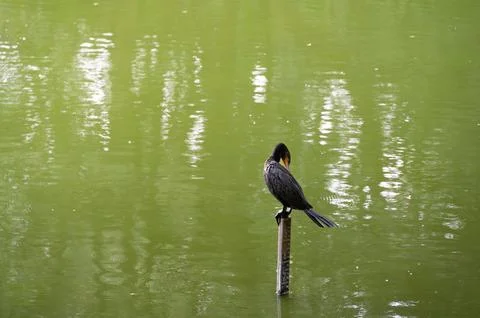 A dark bird perches on a post in a calm, green pond.  The water reflects su.. Stock Photos
