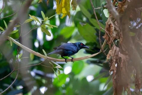 Dark bird perches on thin branch amid green foliage Stock Photos