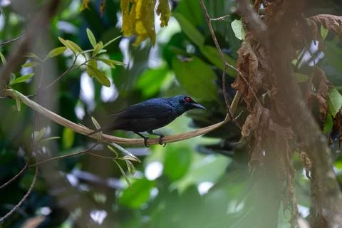 Dark bird perches on a thin branch Stock Photos