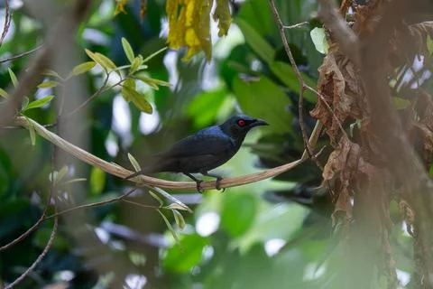 Dark bird perches on thin branch among green leaves Stock Photos