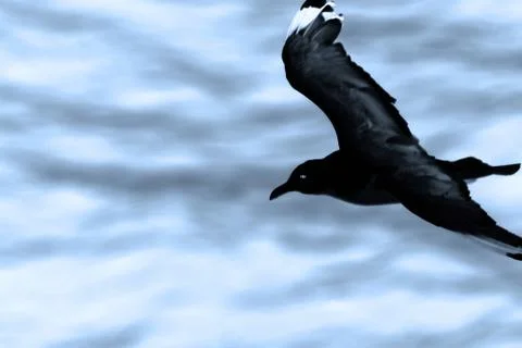 The dark bird Stock Photos