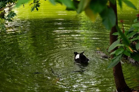 A dark bird preens itself in a calm, green pond, partially obscured by over.. Stock-Fotos