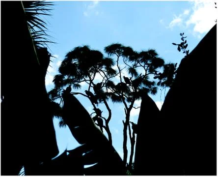 Dark birds Stock Photos