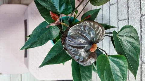 Dark black anthurium flower heads in bloom on green leaves Stock Photos