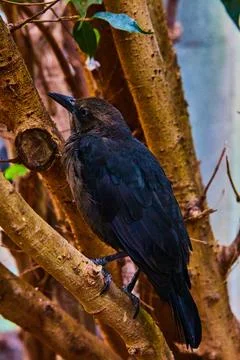 Dark black bird resting in tree branches in detail 스톡 사진
