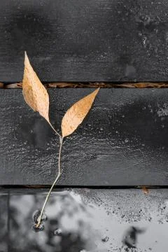 Dark black boards background with blotches of red color and yellow autumn lea 库存照片