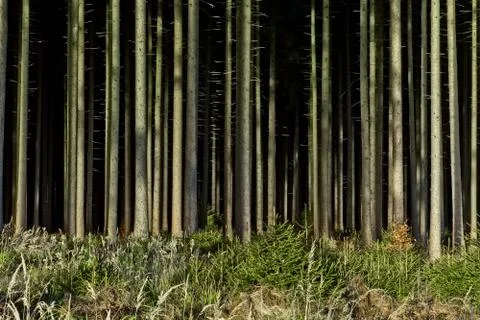 Dark black forest Stock Photos
