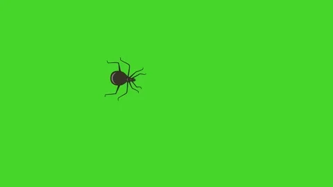 A dark black spider walking from left to right on screen in a zigzag pattern Stock Footage 285954354