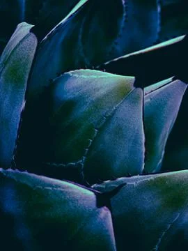 Dark blue agave texture with dramatic botanical pattern Stock Photos