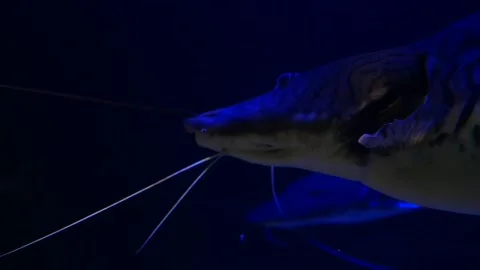 Dark blue aquarium fish Stock Footage 232836474