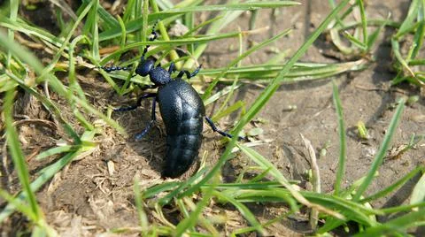 Dark blue beetle with a shiny shell on the ground with grass in the spring Stock Photos