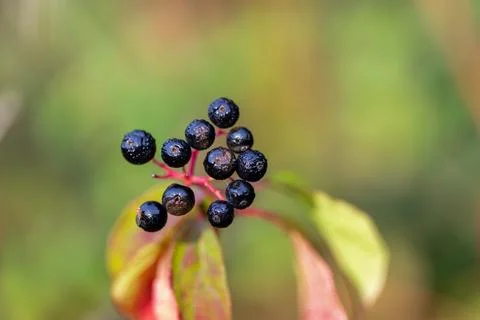 Dark blue berries of dogwood (Cornus) with reddish-purple leaves Stock Photos