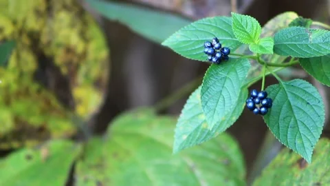 Dark blue berry Stock Footage 196680410