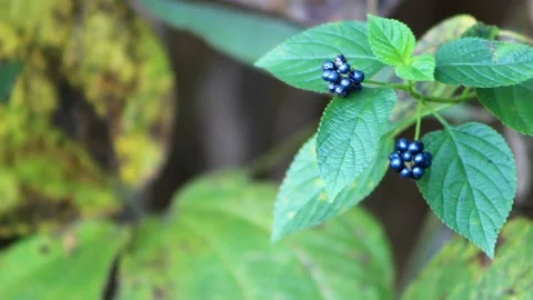 Dark blue berry Stock Footage 196680526