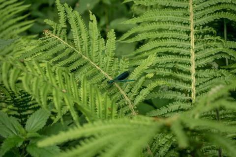 Dark blue dragonfly 스톡 사진