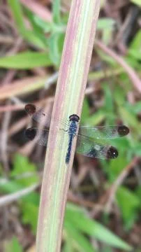 Dark Blue Dragonfly Resting on Leaf Blade 写真素材