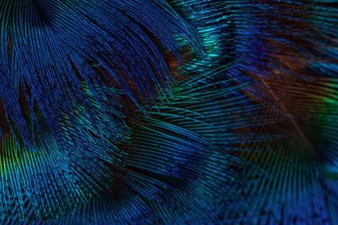 Dark blue feathers background. Stock Photos