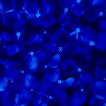 Dark blue flower hydrangea background top view Stock Photos