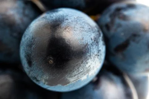 Dark blue grape fruit close-up view Stock Photos