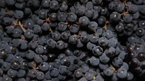 Dark blue grapes close up rotates Stock Footage 139575352