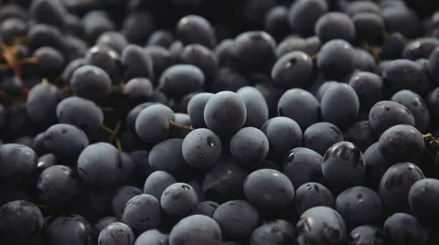 Dark blue grapes Video stock 59306351