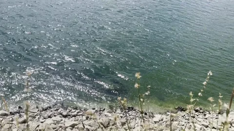Dark Blue Green Rippling Water with Rocks and Swaying Plants Along Shoreline Vídeos de archivo 342855865