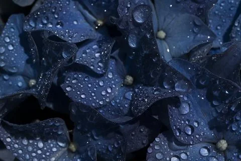 Dark blue hydrangea flower with water droplets. Macro close-up. Floral backgr Stock Photos