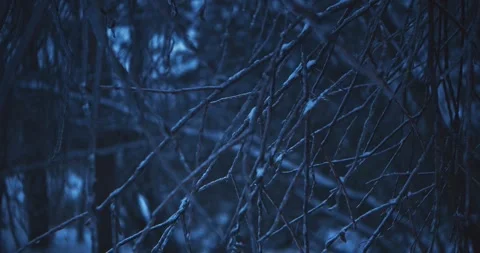 Dark Blue Ice Covered Branches Hanging in Freezing Winter Forest Stock Footage 336338203