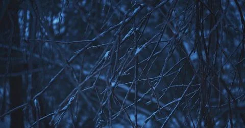 Dark Blue Ice Covered Branches Hanging in Freezing Winter Forest Stock Photos