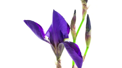 Dark blue iris flower blooming timelapse Stock Footage 53415414
