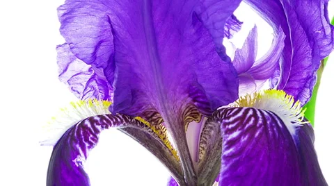 Dark blue iris flower blooming timelapse close-up macro Stock Footage 62392444