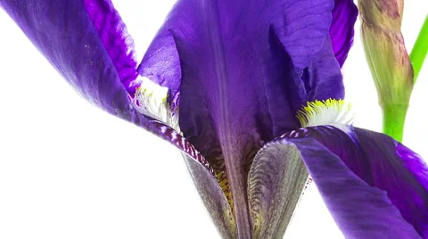 Dark blue iris flower blooming timelapse close-up macro Stock Footage 62392461