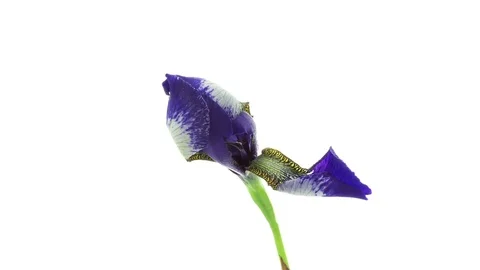 Dark blue iris flower blooming timelapse Stock Footage 79439311