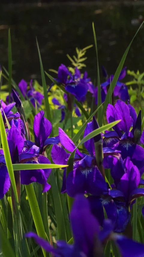 Dark blue iris flowers in full bloom. Elegant floral background, Stock Footage 337869507