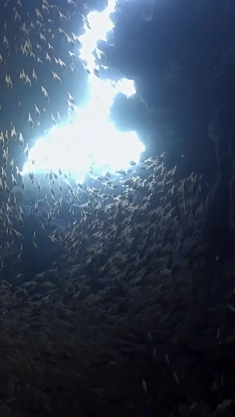 A dark blue ocean with many fish swimming in it Stock Footage 276341562