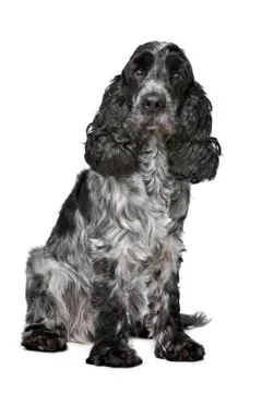 Dark blue roan Cocker Spaniel Stock Photos