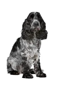 Dark blue roan Cocker Spaniel Stock Photos