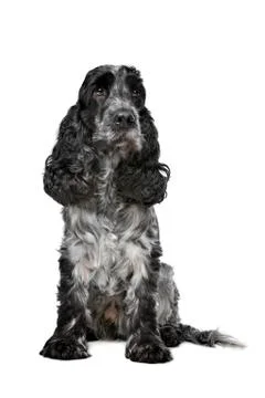 Dark blue roan Cocker Spaniel Foto stock