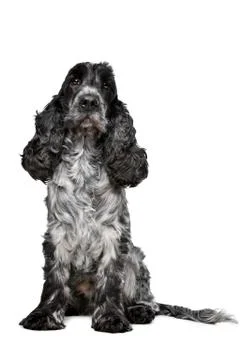 Dark blue roan Cocker Spaniel Stock Photos