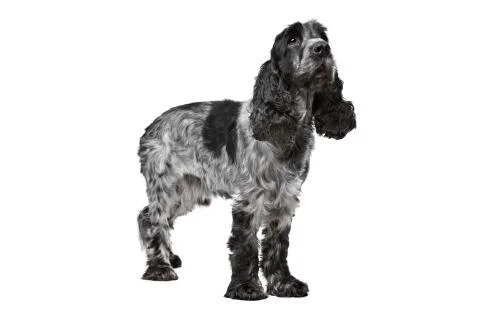 Dark blue roan Cocker Spaniel Stock Photos