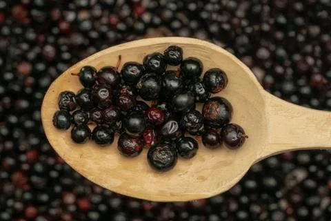Dark blue small grapes or Vaccinium meridionale, agraz, close up. Stock Photos