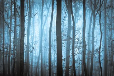 Dark blue spooky forest with trees in fog Stock Photos