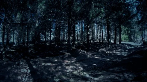 Dark blue spooky night in a coniferous mountain forest Stock Footage 106771494