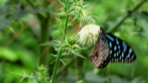 Dark blue tiger butterfly pollinating Himalayan thistle Stock Footage 324783029