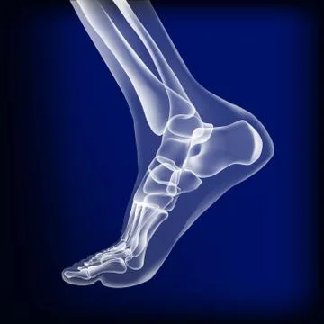 Dark blue visualization of bones of foot. Stock Illustration
