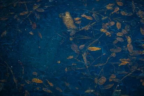 Dark blue water surface with fallen leaves and twigs floating, creating a n.. Stock Photos